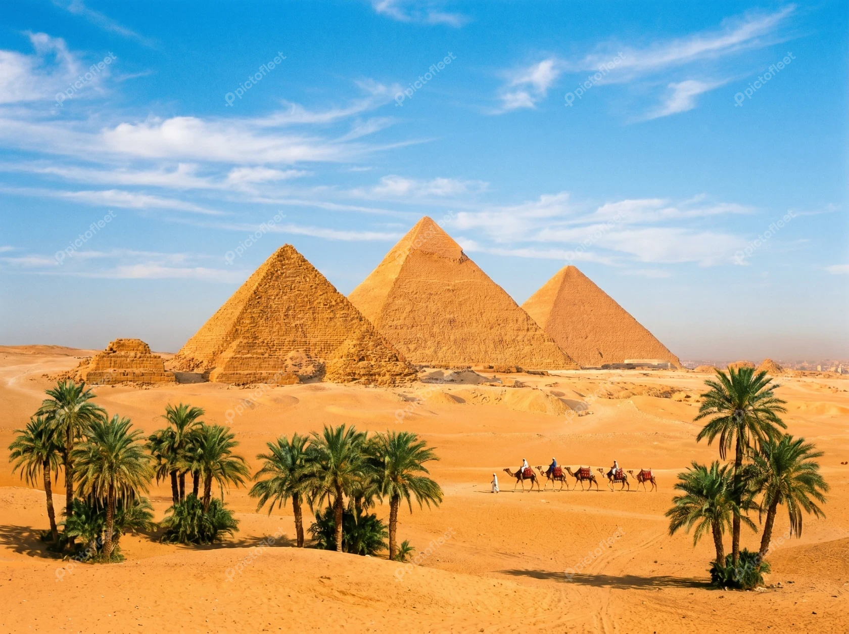 The Great Pyramids of Giza with camel caravan and palms