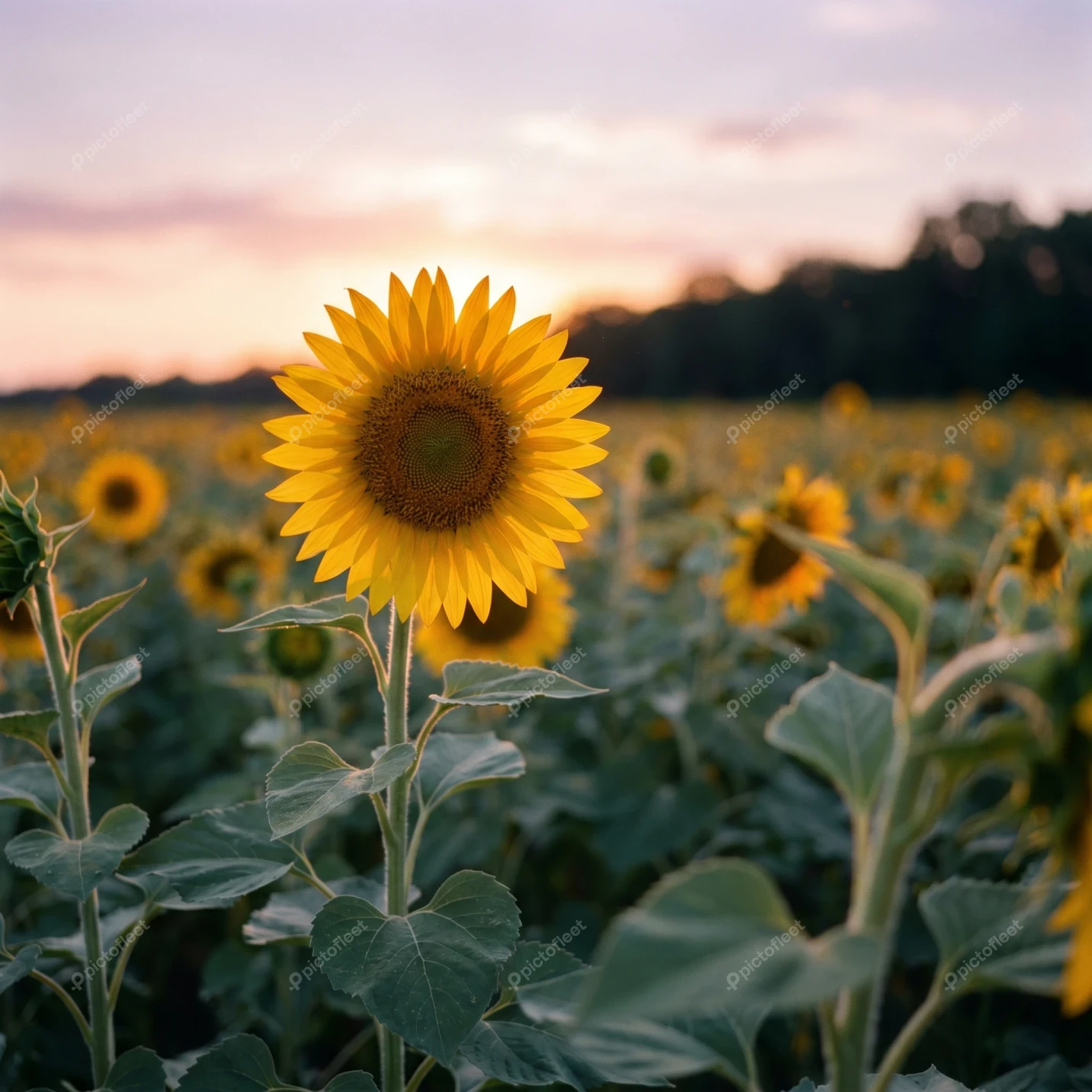 Single blooming sunflower in a field at sunset