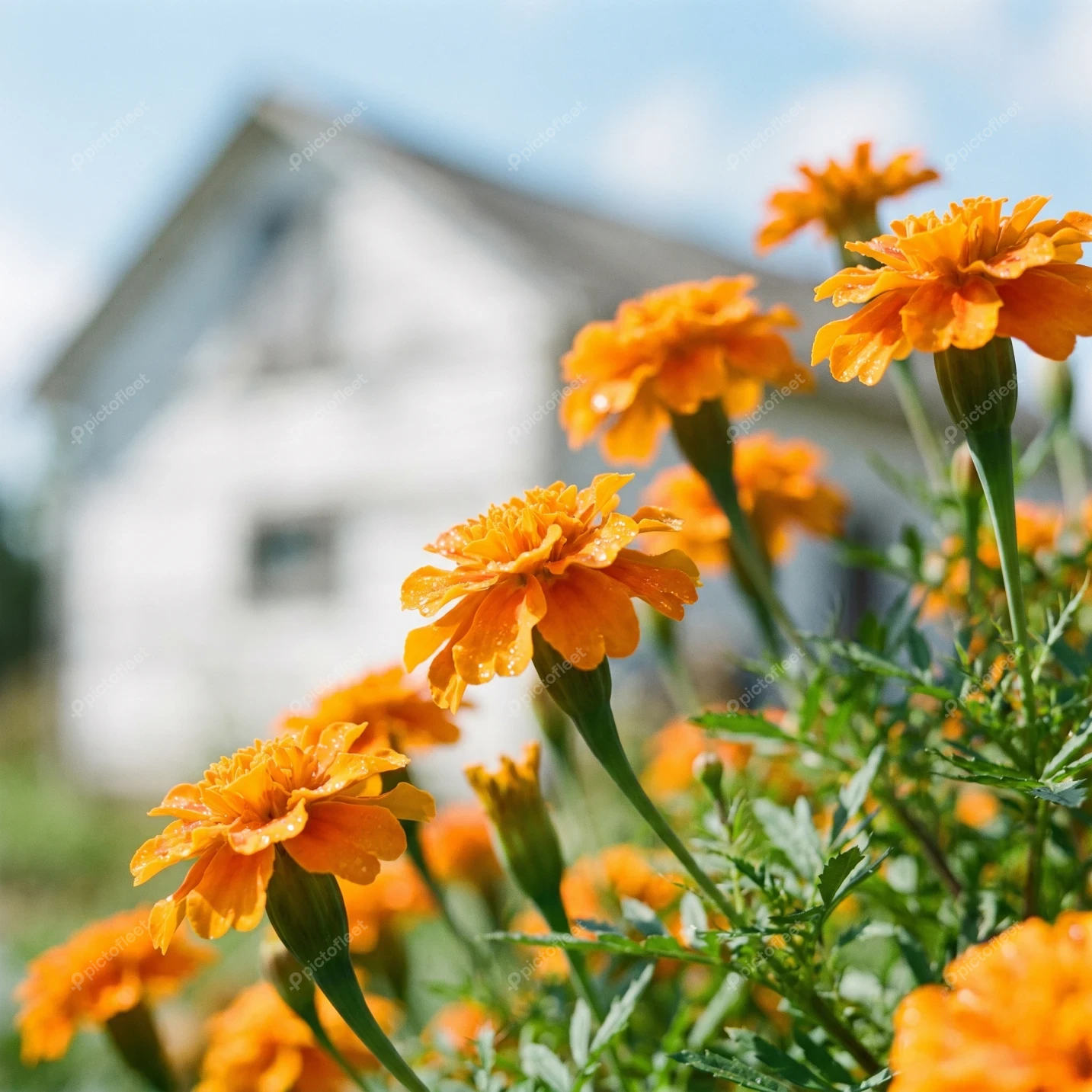 Vibrant orange marigold flowers blooming in a sunny garden