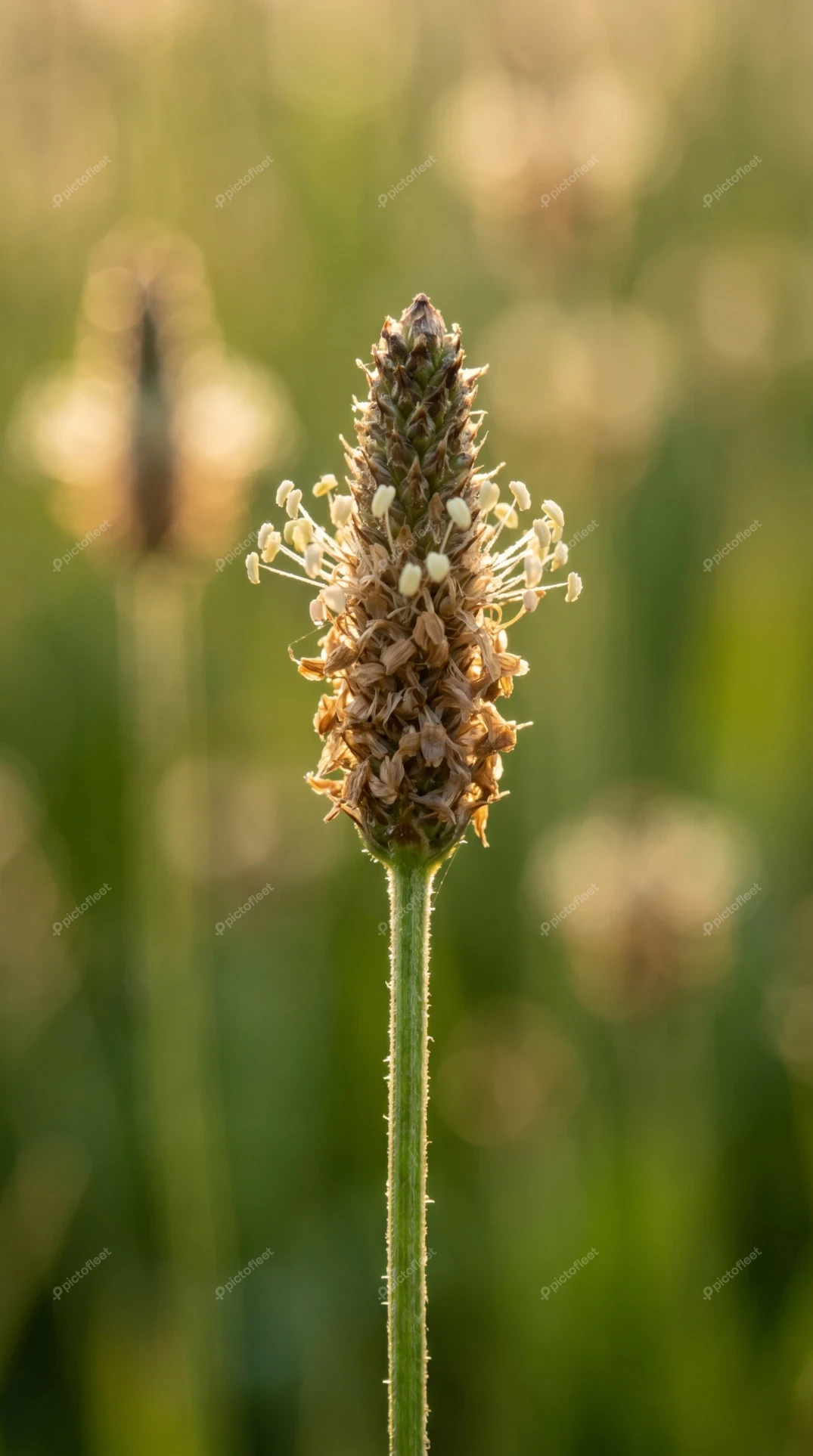 Macro shot of ribwort plantain flower in golden sunlight