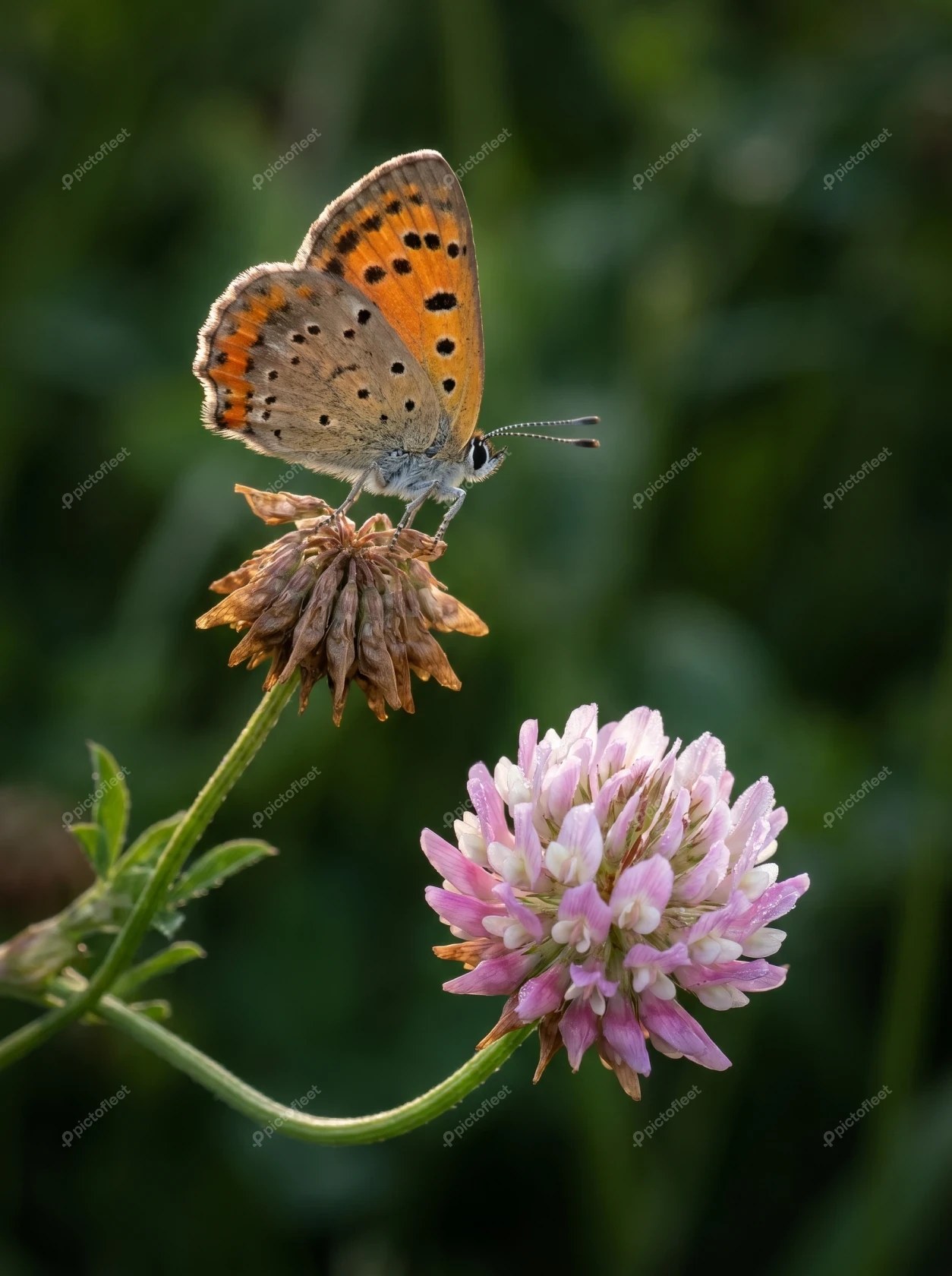 Small copper butterfly perched on a wildflower in nature