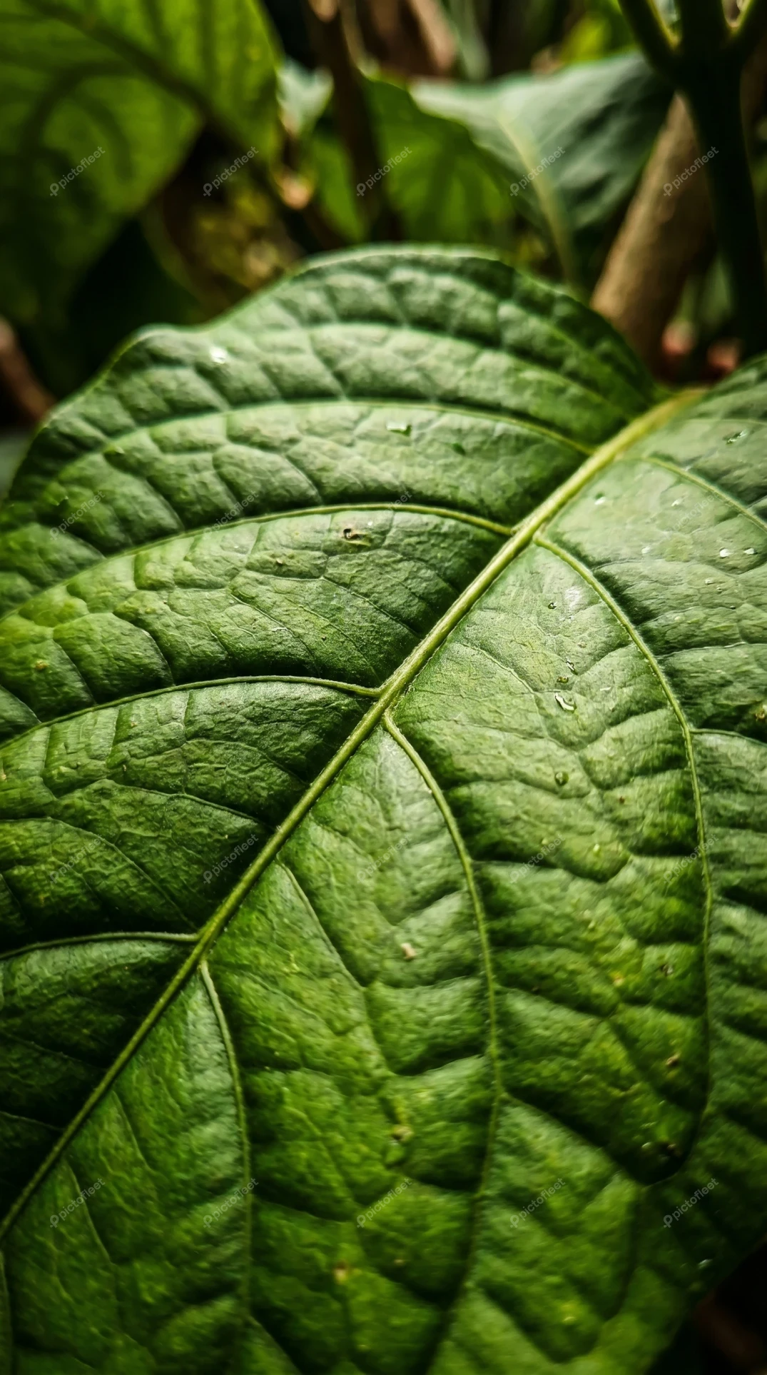 Macro shot of a textured green leaf with visible veins