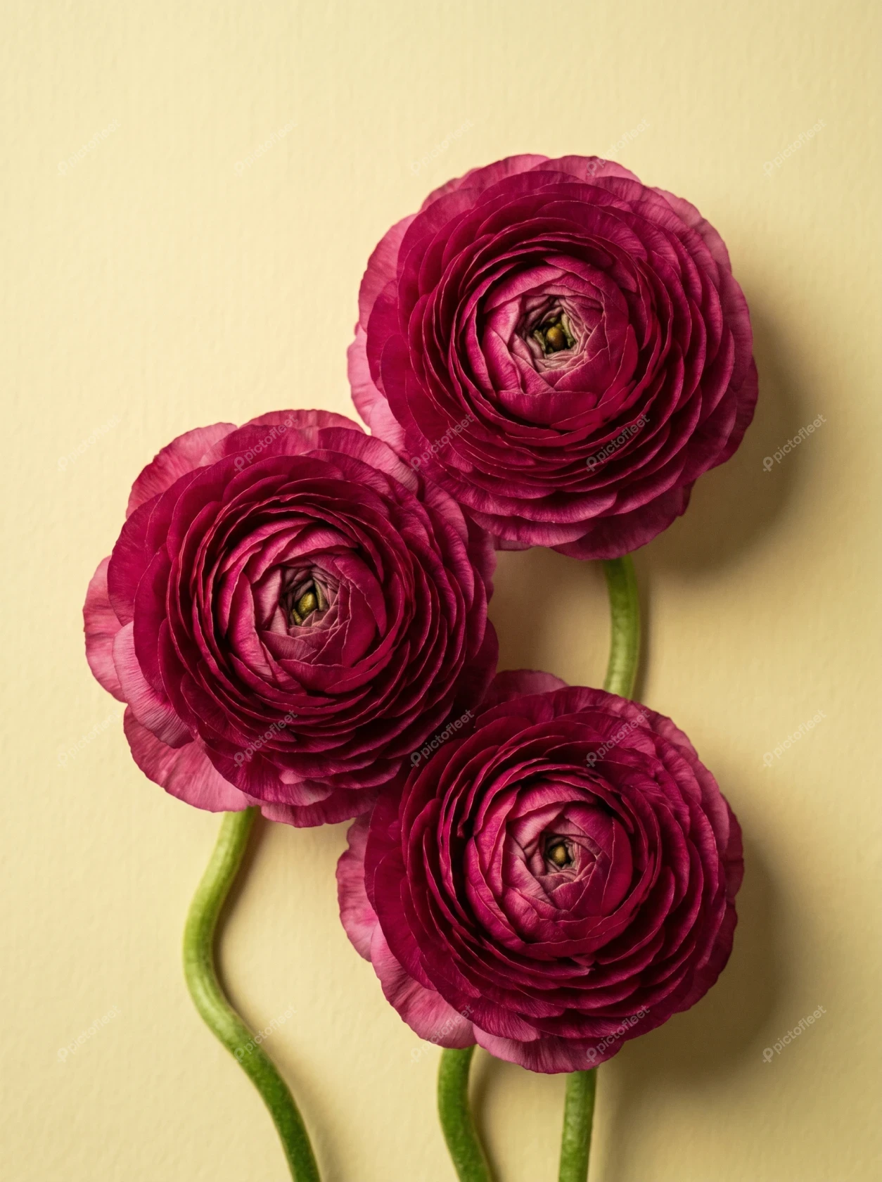 Three magenta ranunculus flowers on a beige background