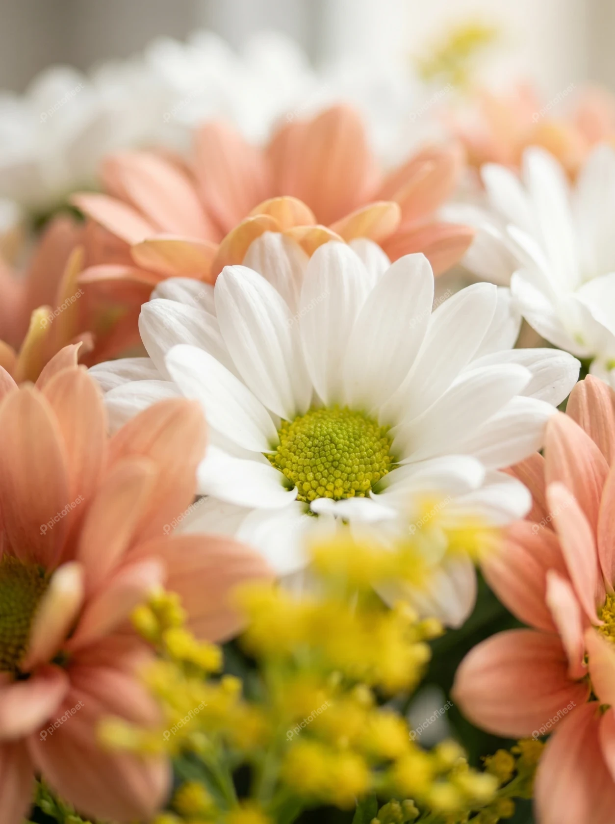 Close-up of white and peach daisy bouquet