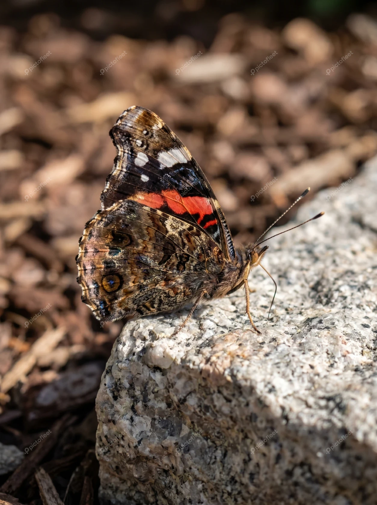 Red Admiral butterfly resting on a rock with closed wings