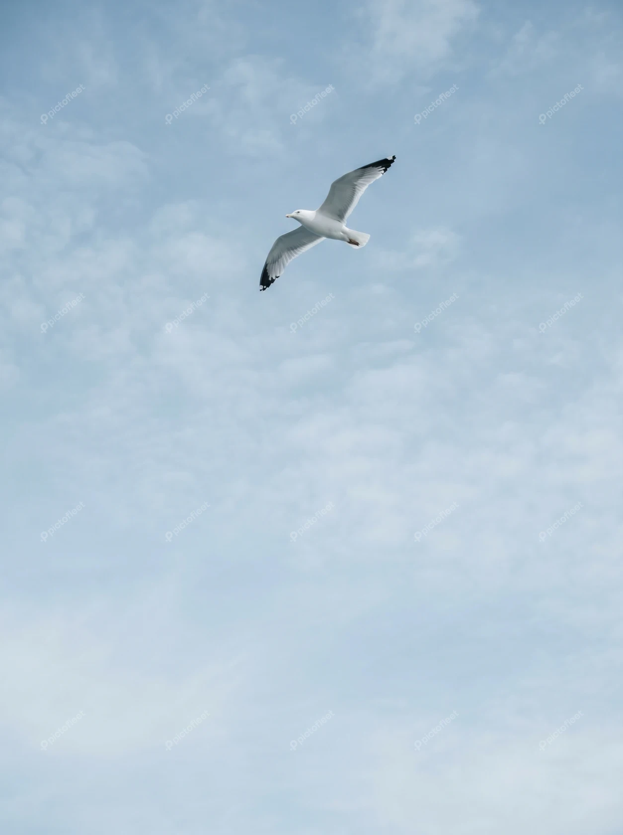 White seagull soaring through a bright blue sky