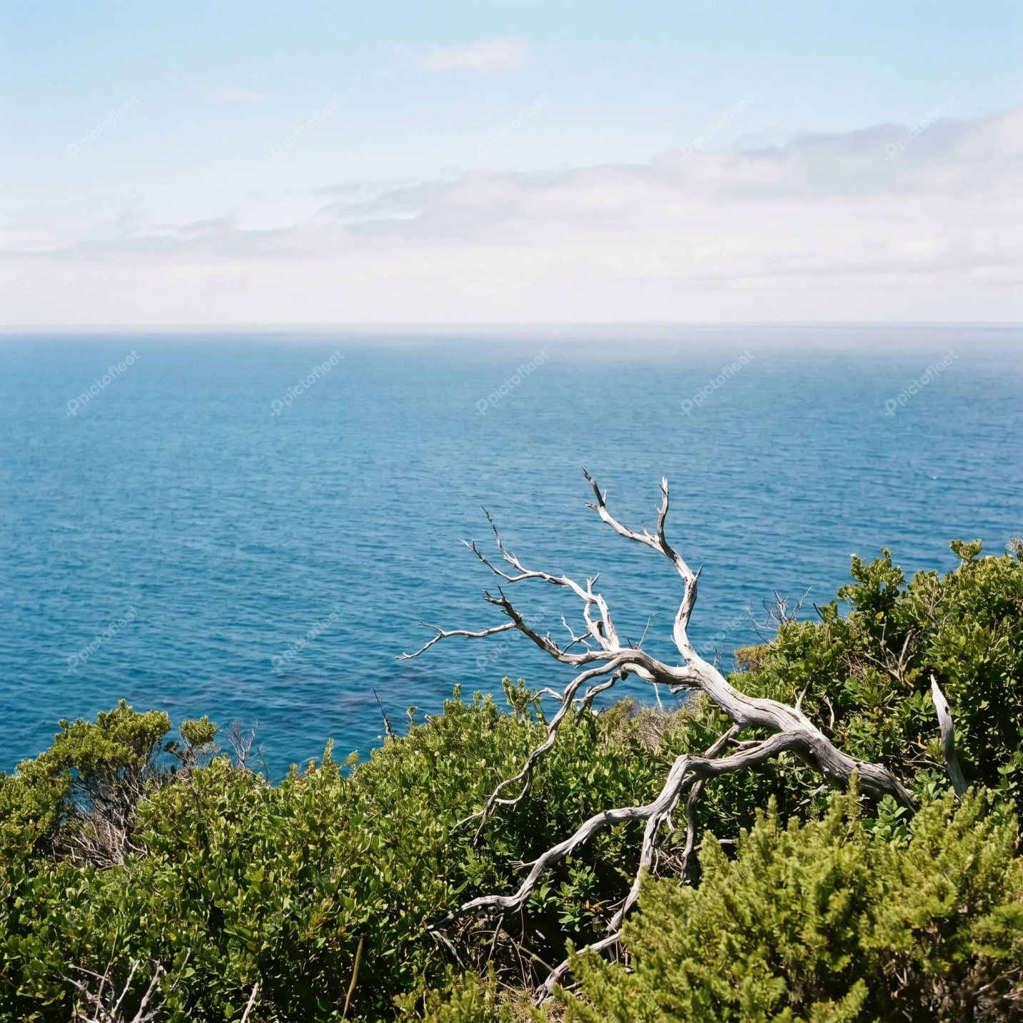Weathered tree branch on coastal cliff with ocean view